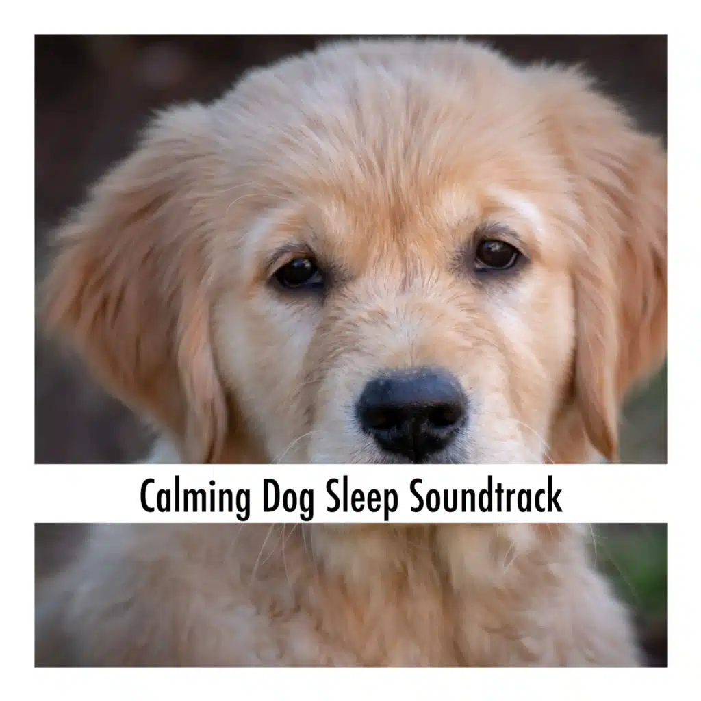 Calming Dog Sleep Soundtrack