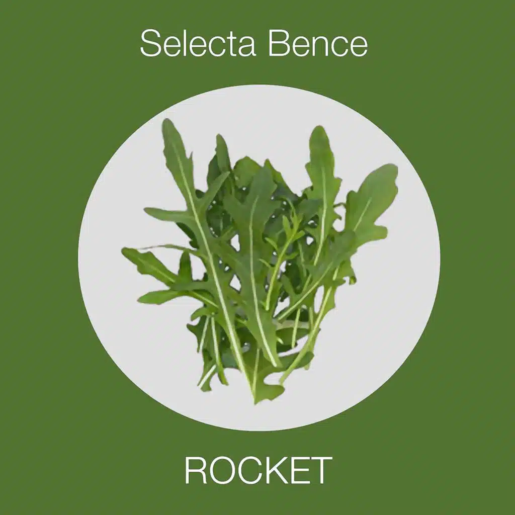 Rocket