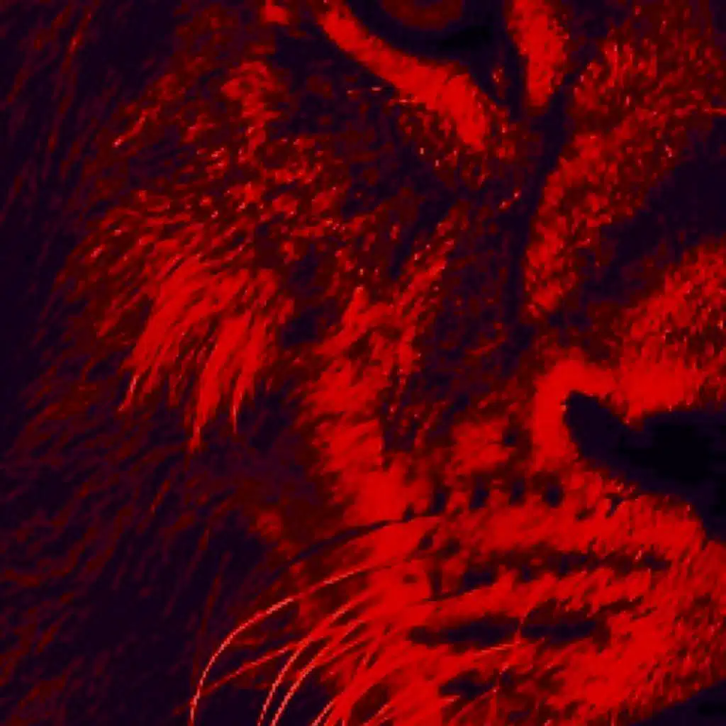 Article Respect my Gangster