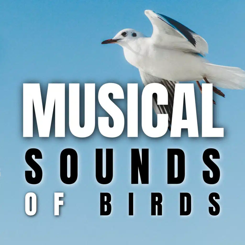 Musical Sounds of Bird
