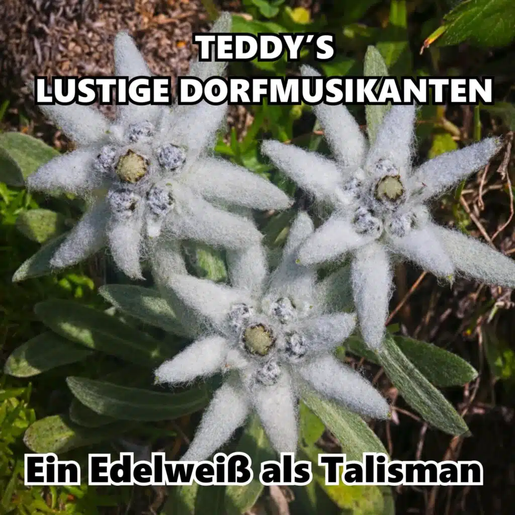 Teddy's Lustige Dorfmusikanten