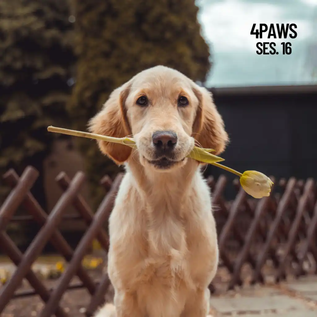 Mindful Bowls for Dogs