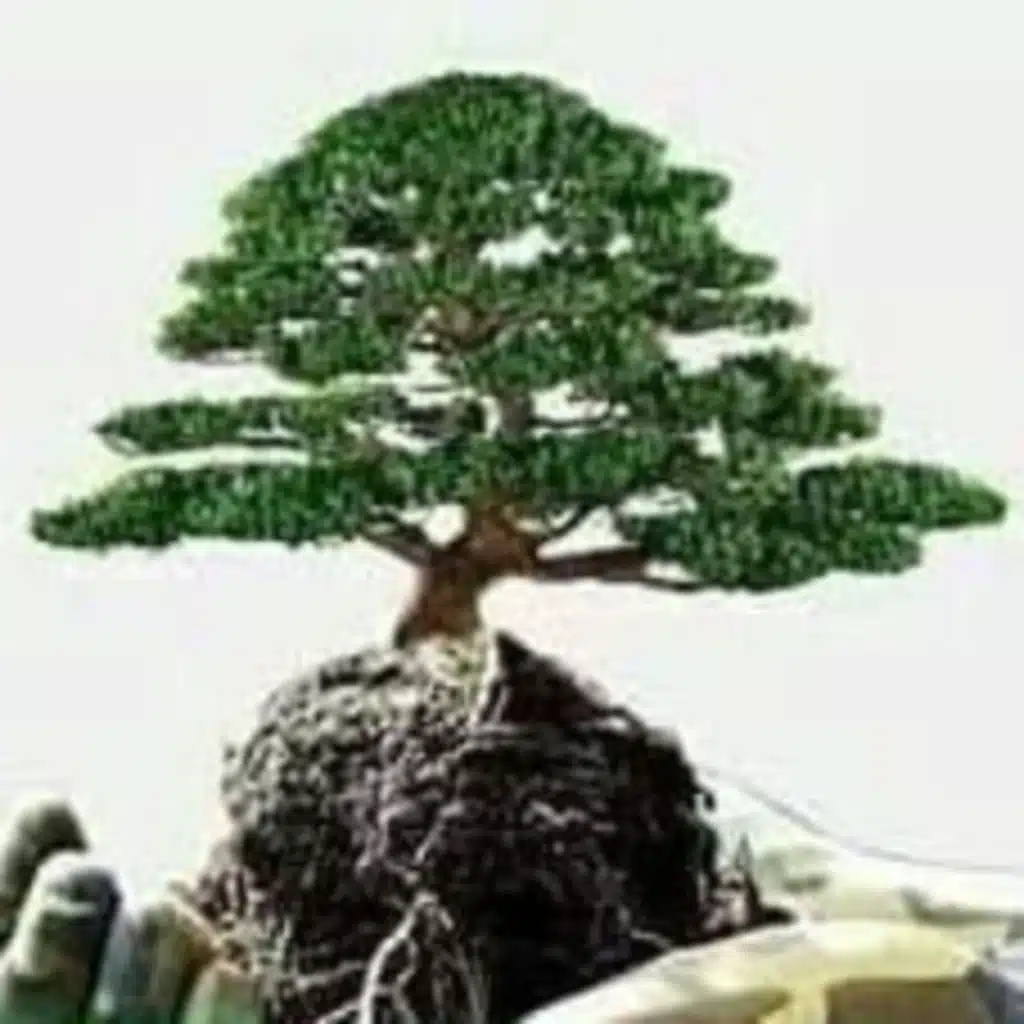 نشيد الشجرة