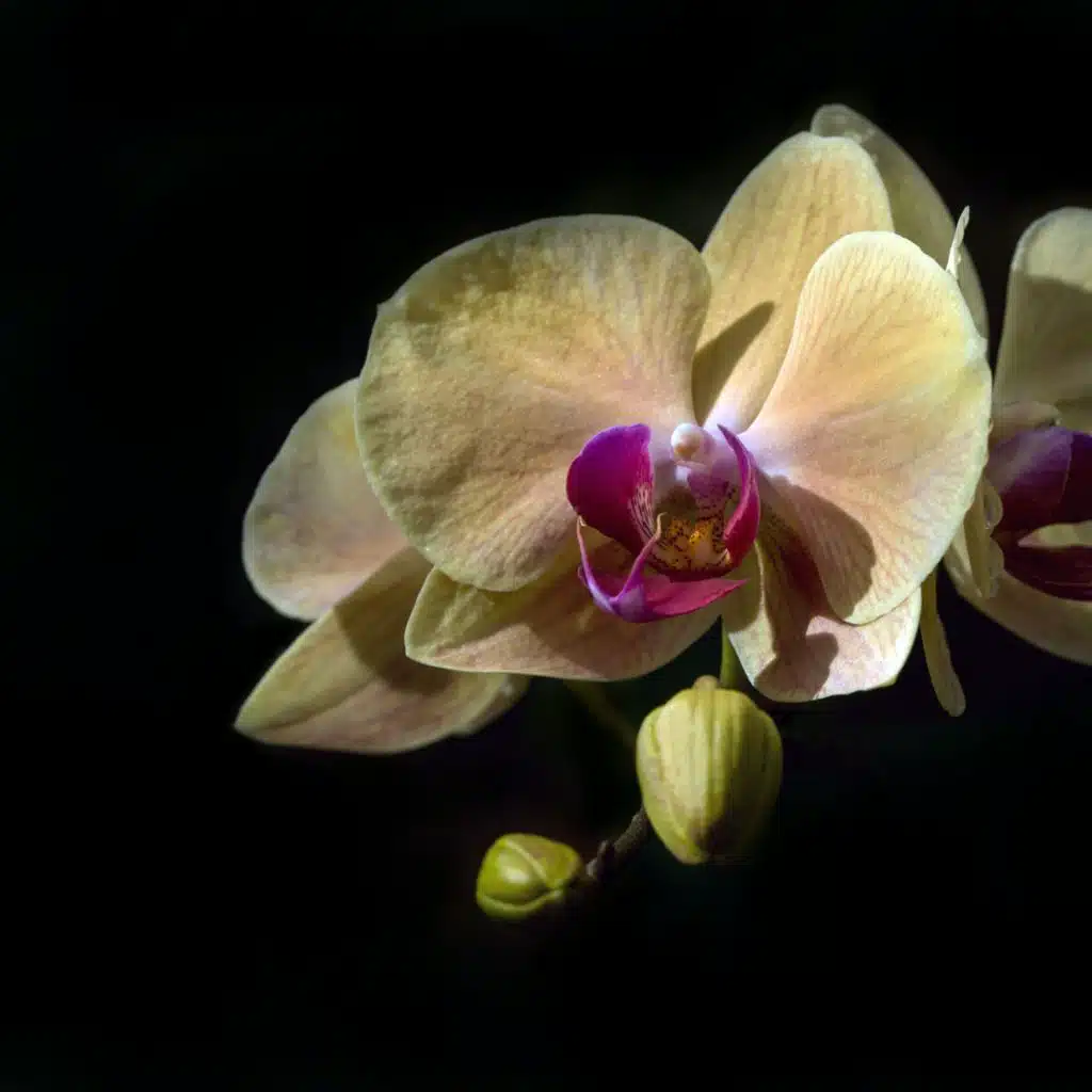 Relaxing Spa Music, Ambient Music Therapy (Deep Sleep, Meditation, Spa, Healing, Relaxation)