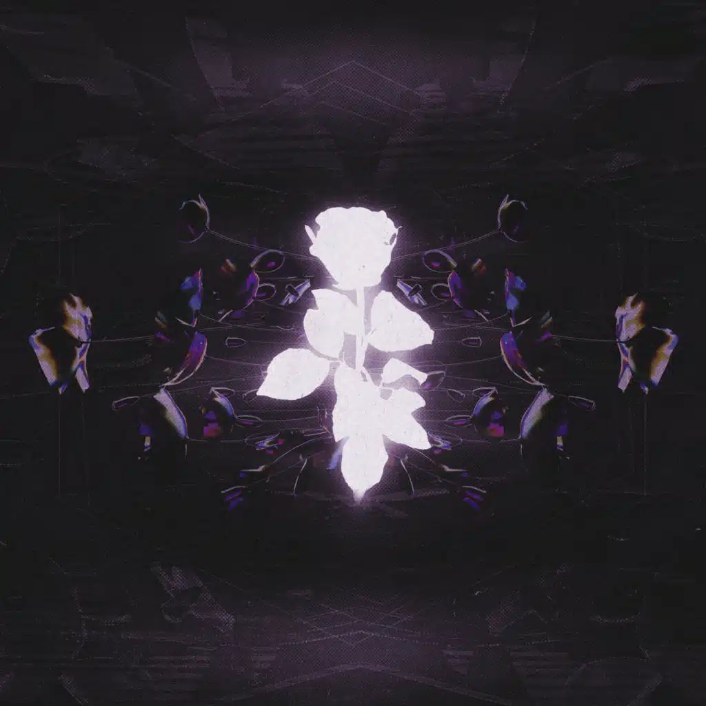 Windflower