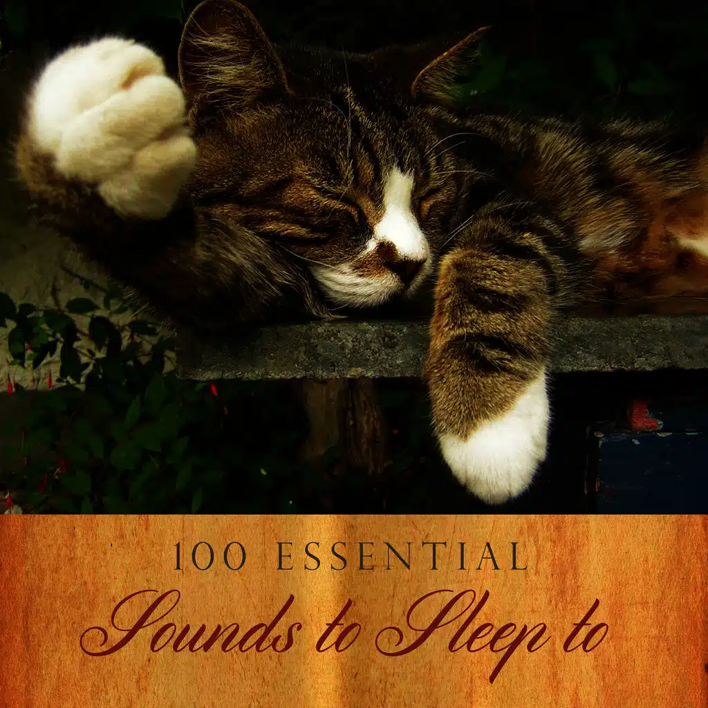 100 Essential Sounds to Sleep To