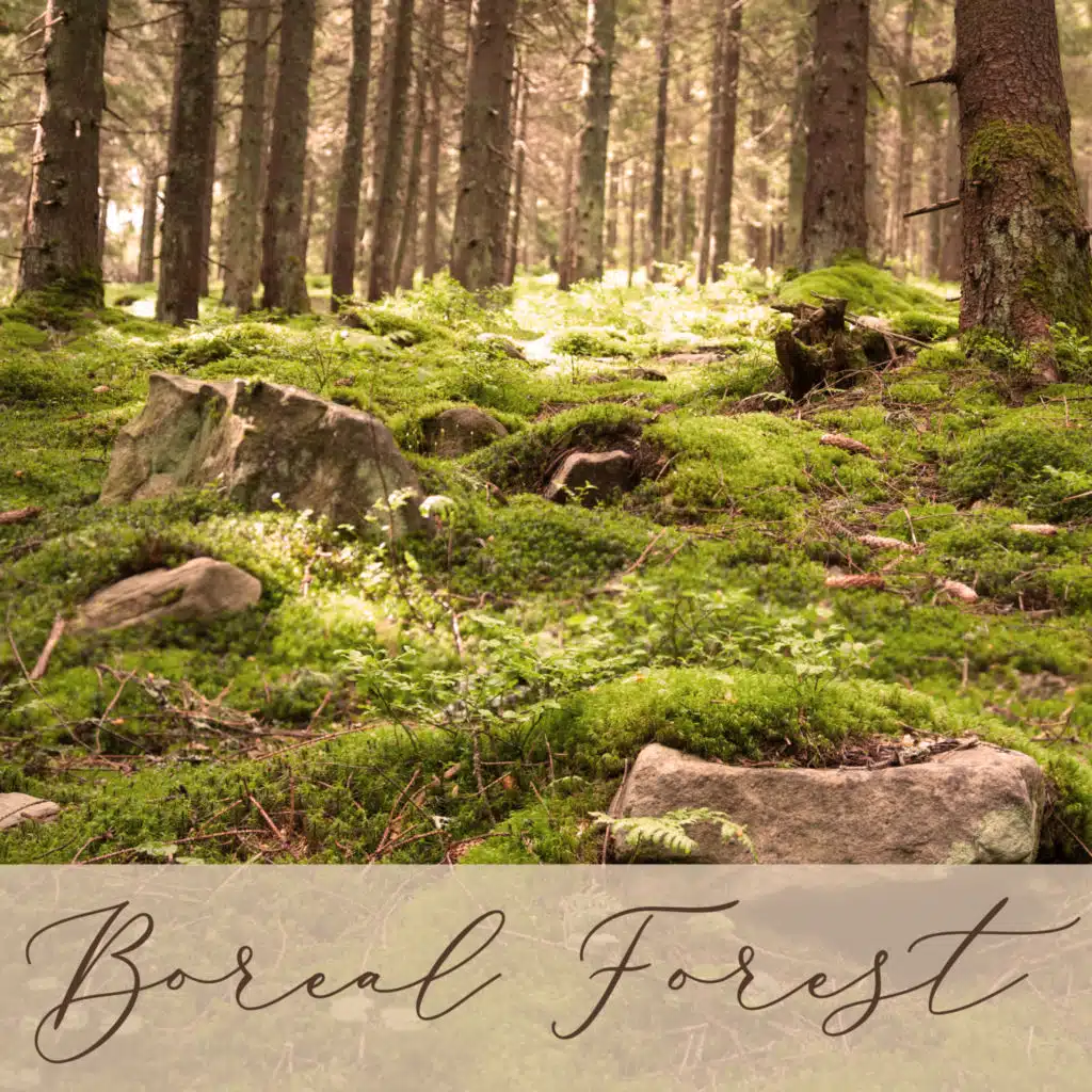 Boreal Forest: Ambience Music, Nature Sounds, Relaxing Piano Music, Music for Studying, Sleeping Sounds