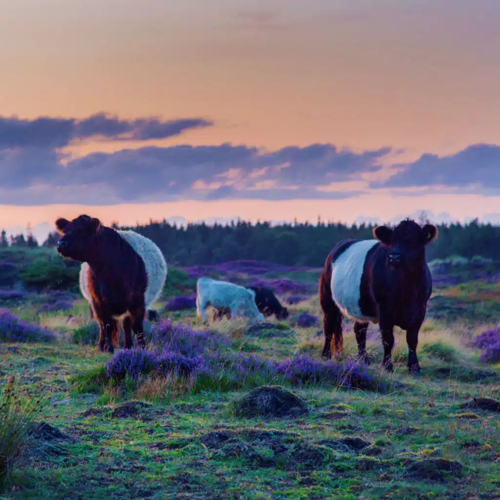 Sun (feat. Solveig Sørbø, Saleh Mahfoud, Michaela Antalová, Torgeir Koppang & Leila Matta)