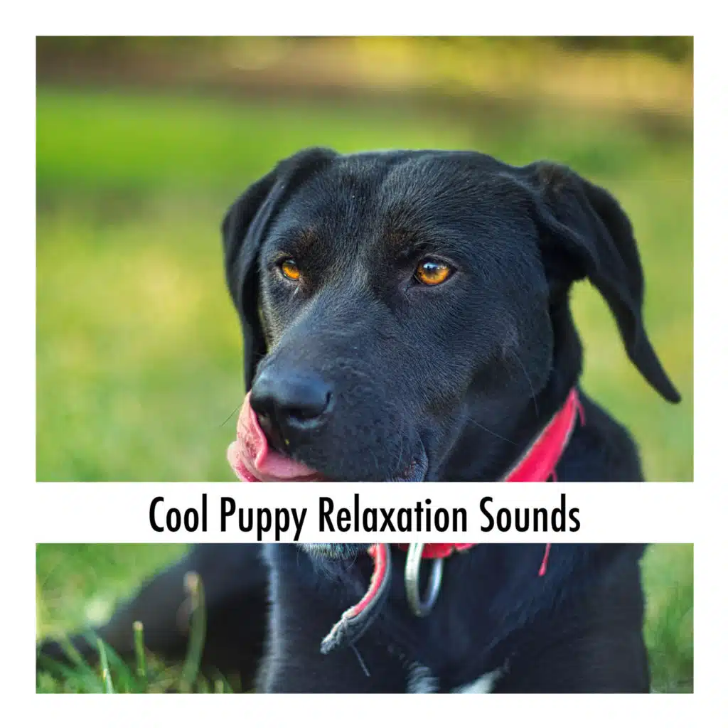 Cool Puppy Relaxation Sounds