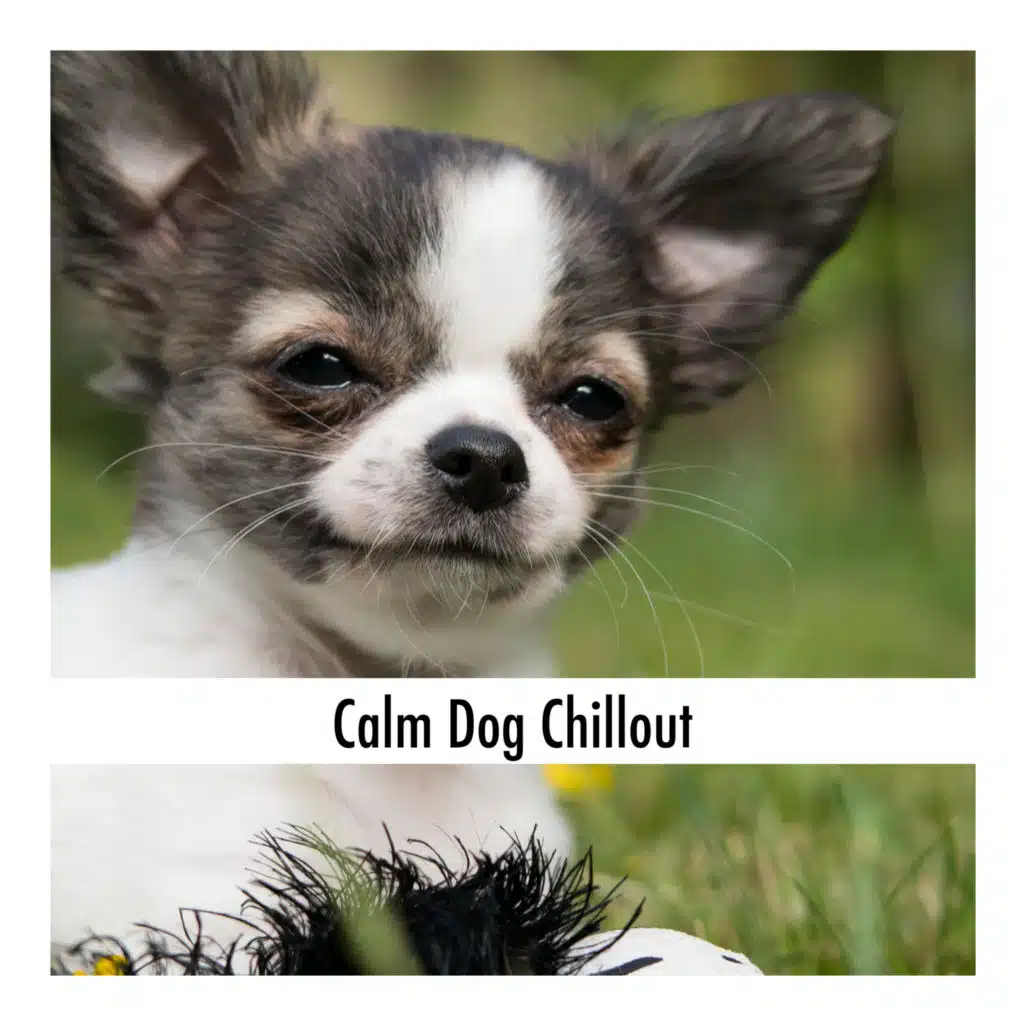 Calm Dog Chillout