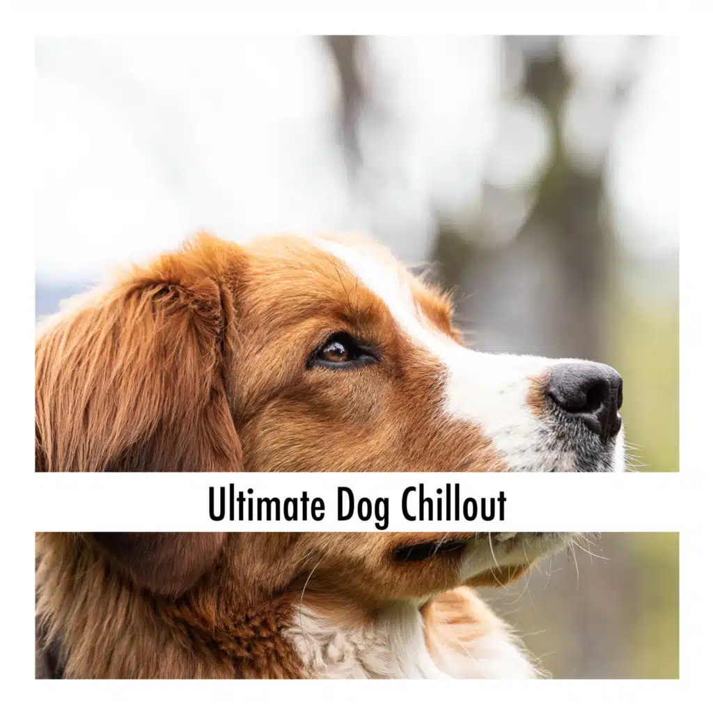 Ultimate Dog Chillout