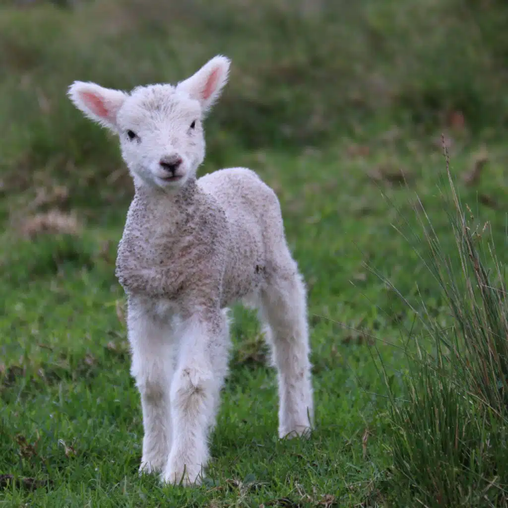 Do You Hear What I Hear (feat. Daniel Martin)