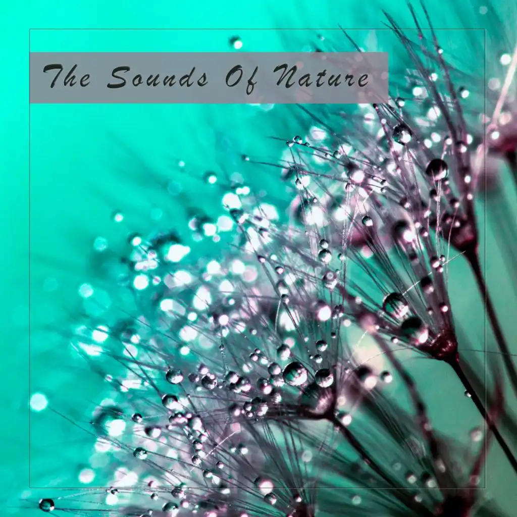 In the Nest (Remastered Version)