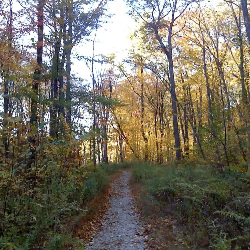 Ohana Quintet / With Vic Juris