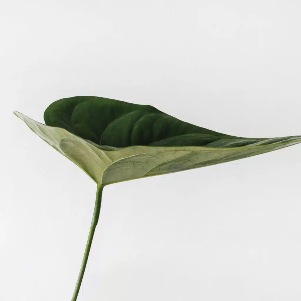 Relaxing Nature Music & Entspannungsmusik Oase