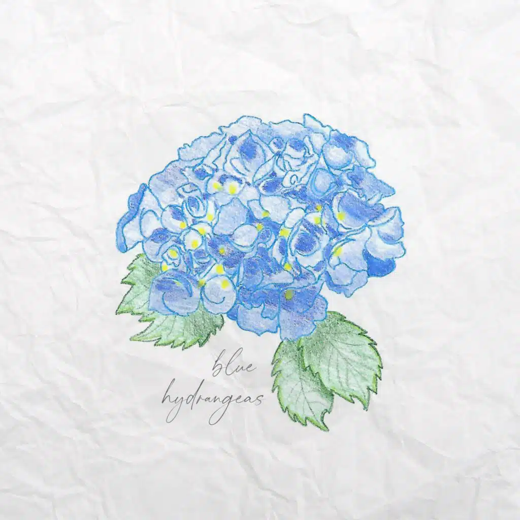 Blue Hydrangeas