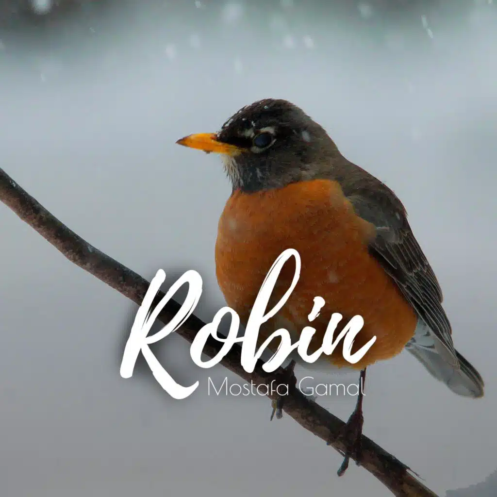 Robin