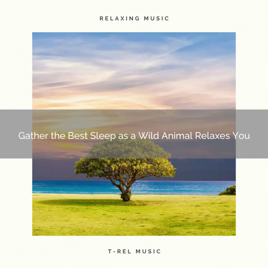 2020 Best: Gather the Best Sleep as a Wild Animal Relaxes You