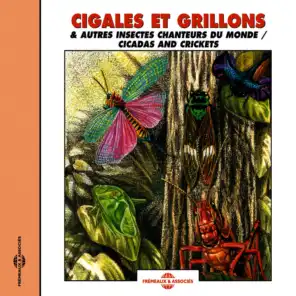 Cigales Et Grillons
