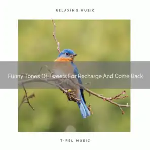 Organic Sounds Of Birds For Recharge And Makeover
