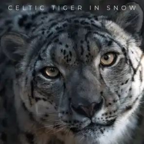 Celtic Tiger in Snow