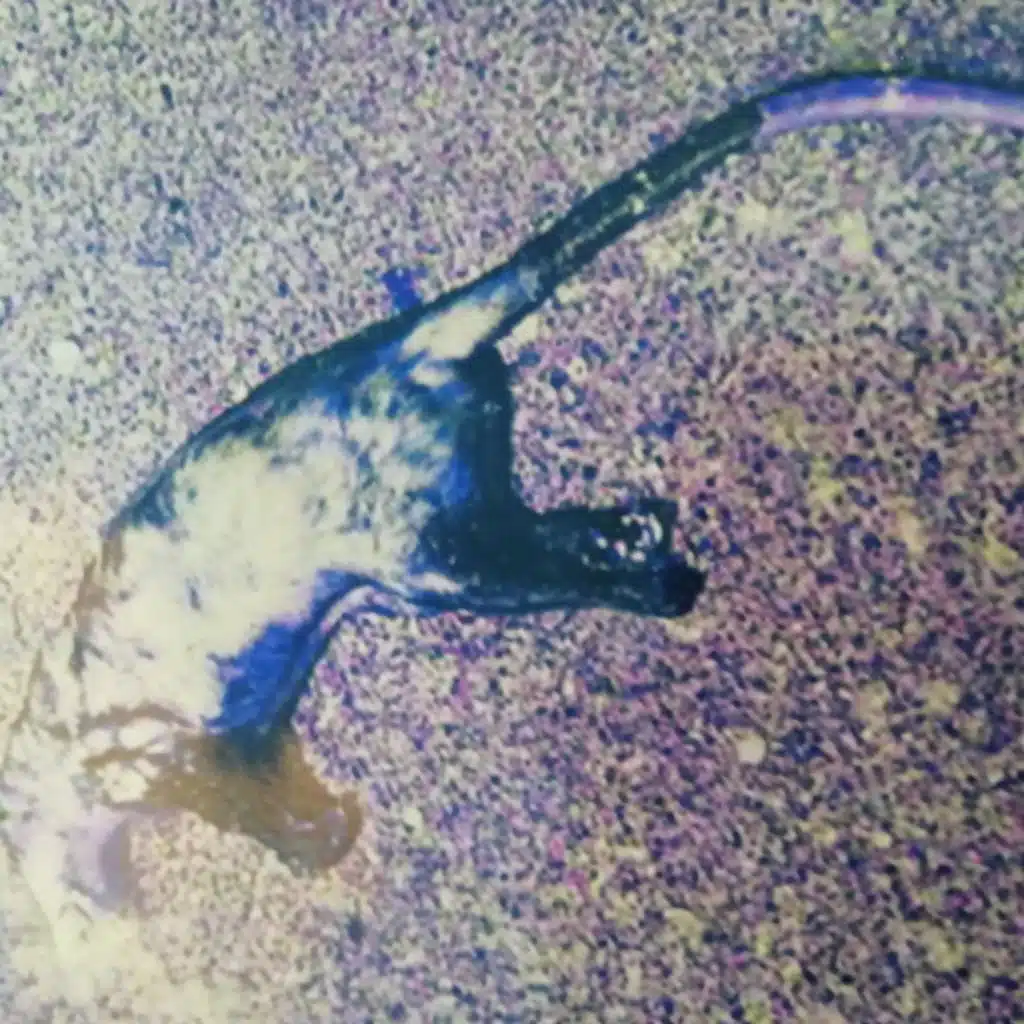 Japanese Silk Rope (Live)