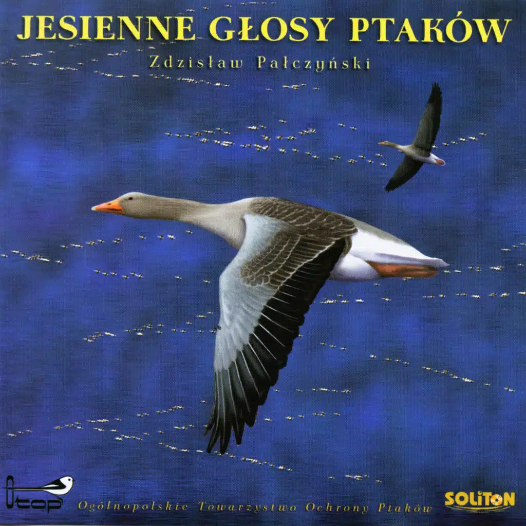 Autumn Bird Voices, Jesienne Glosy Ptakow