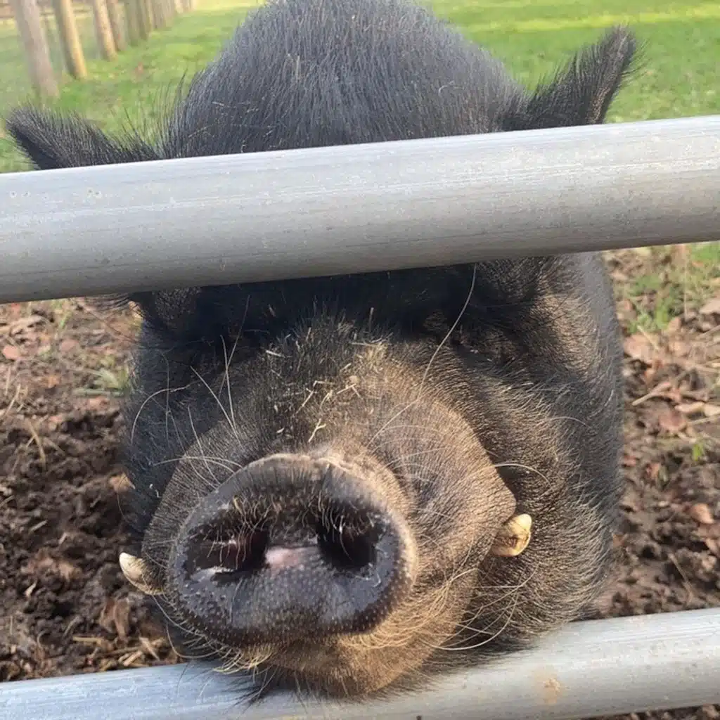 Stinky Dirty Boy
