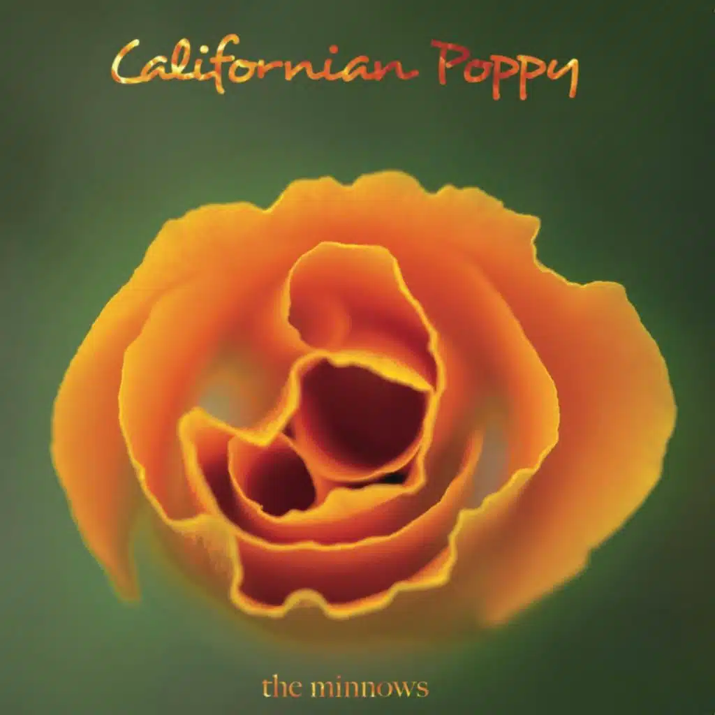 Californian Poppy