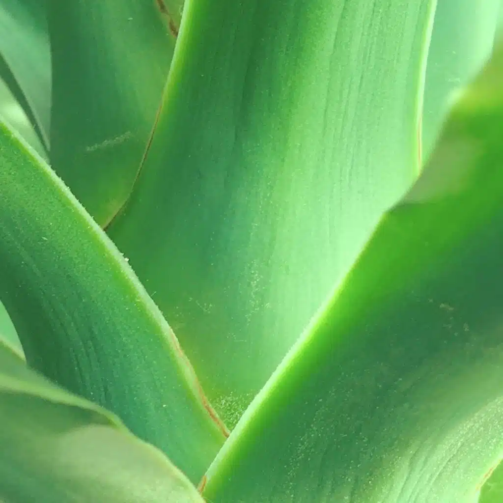 Yukadans (Dub Version)