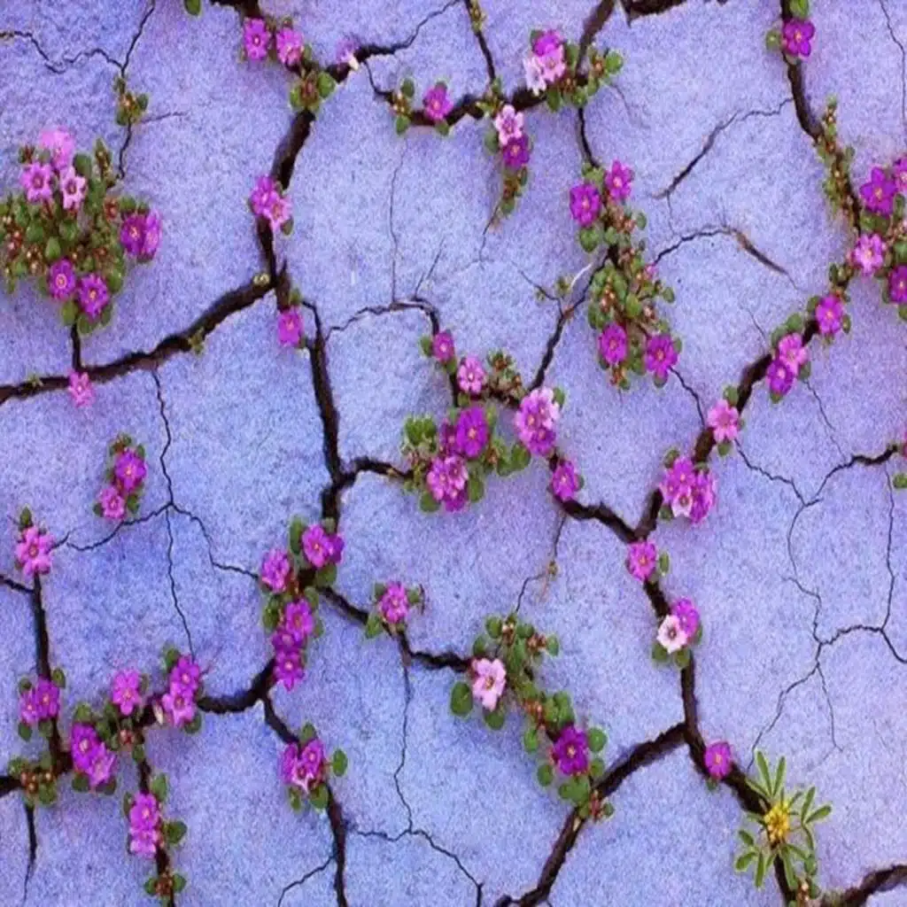 Blossom in the Desert