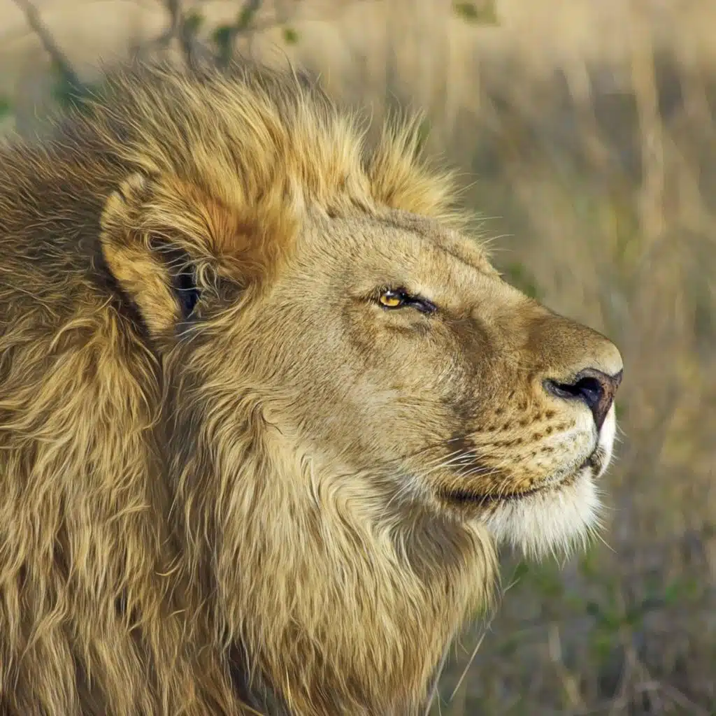 Chill House Part 1, Vol. 19