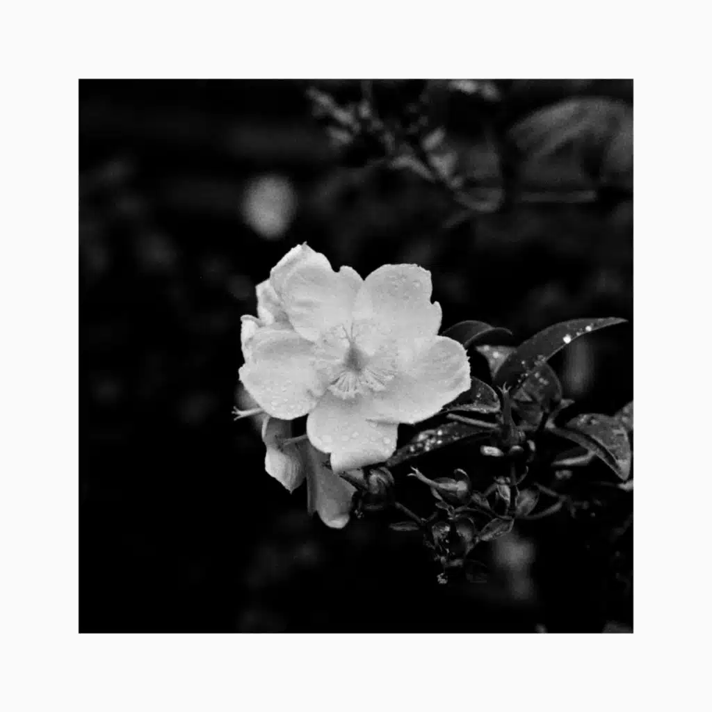 Dreams of Being Cornered