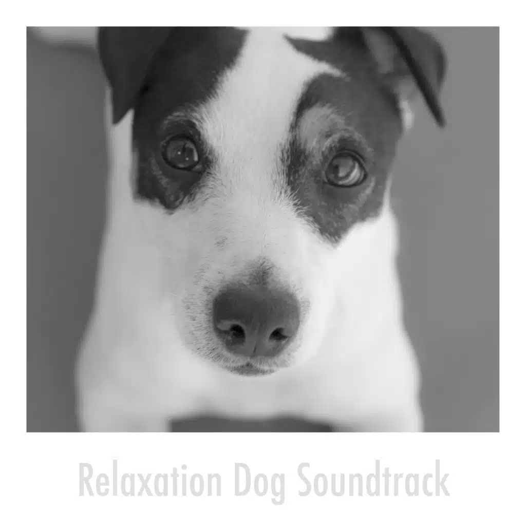 Calming Dog Relaxation