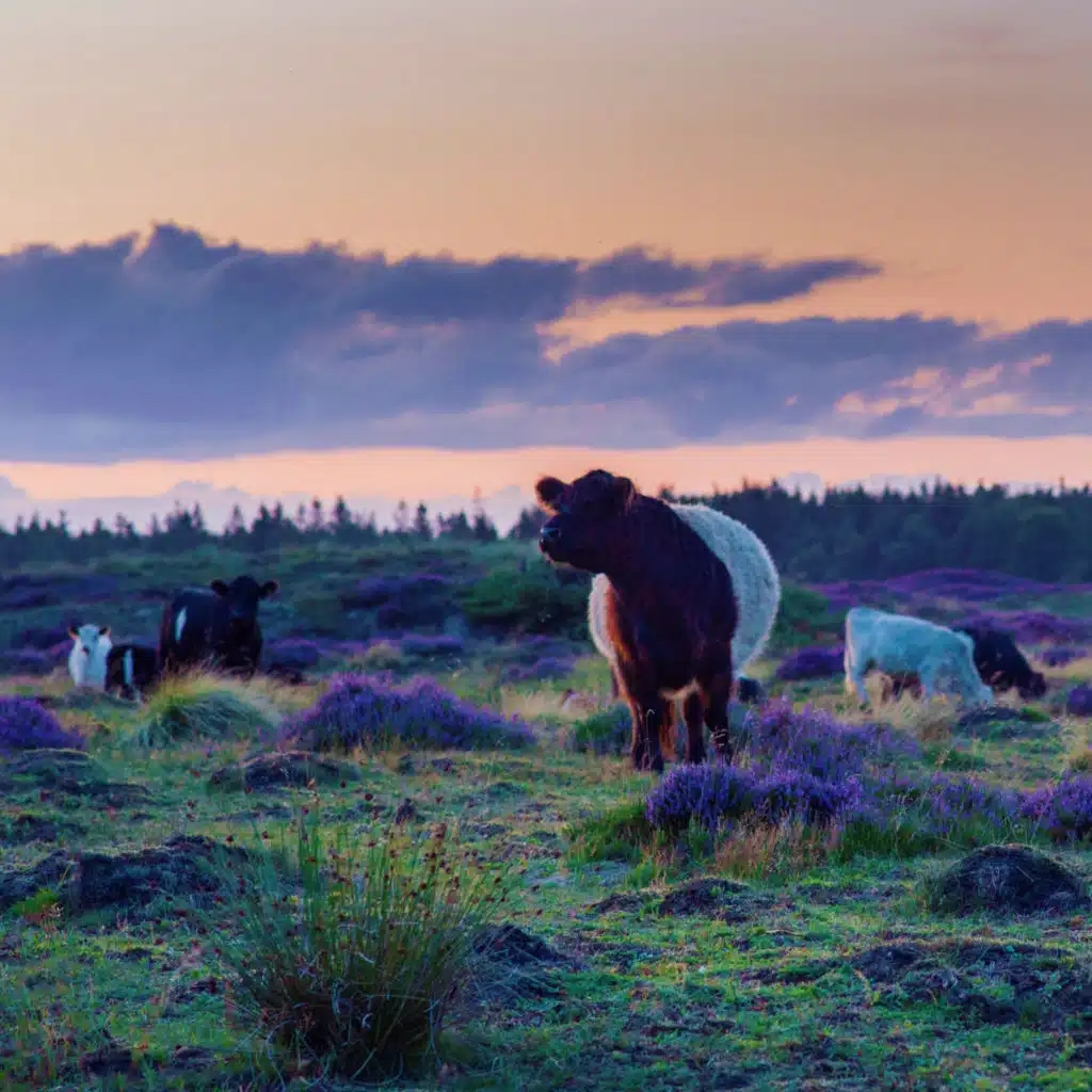 Sun (feat. Solveig Sørbø) (Beax Remix)