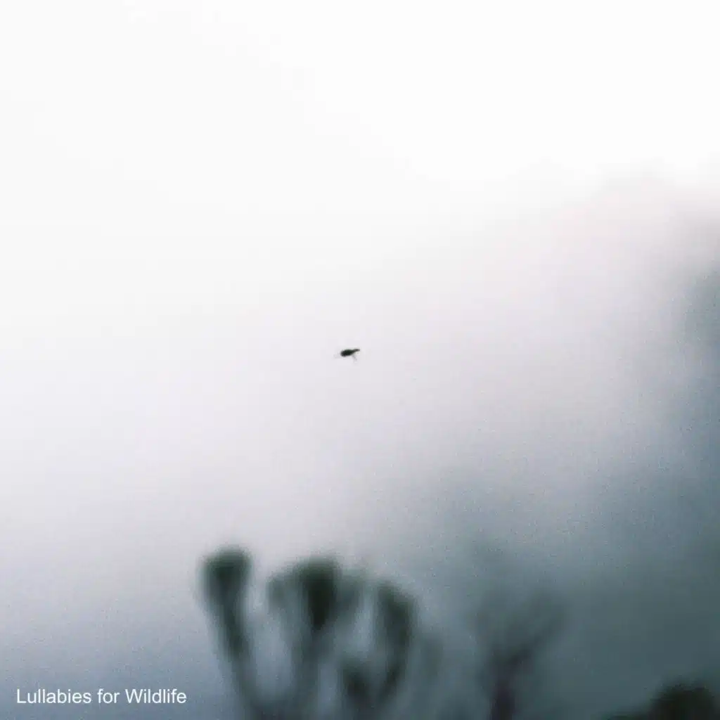 Lullabies For Wildlife