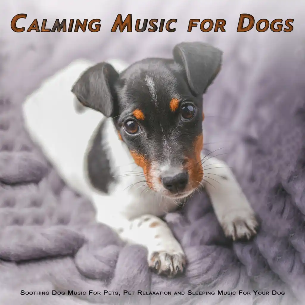 Peaceful Piano Music for Dogs and Cats