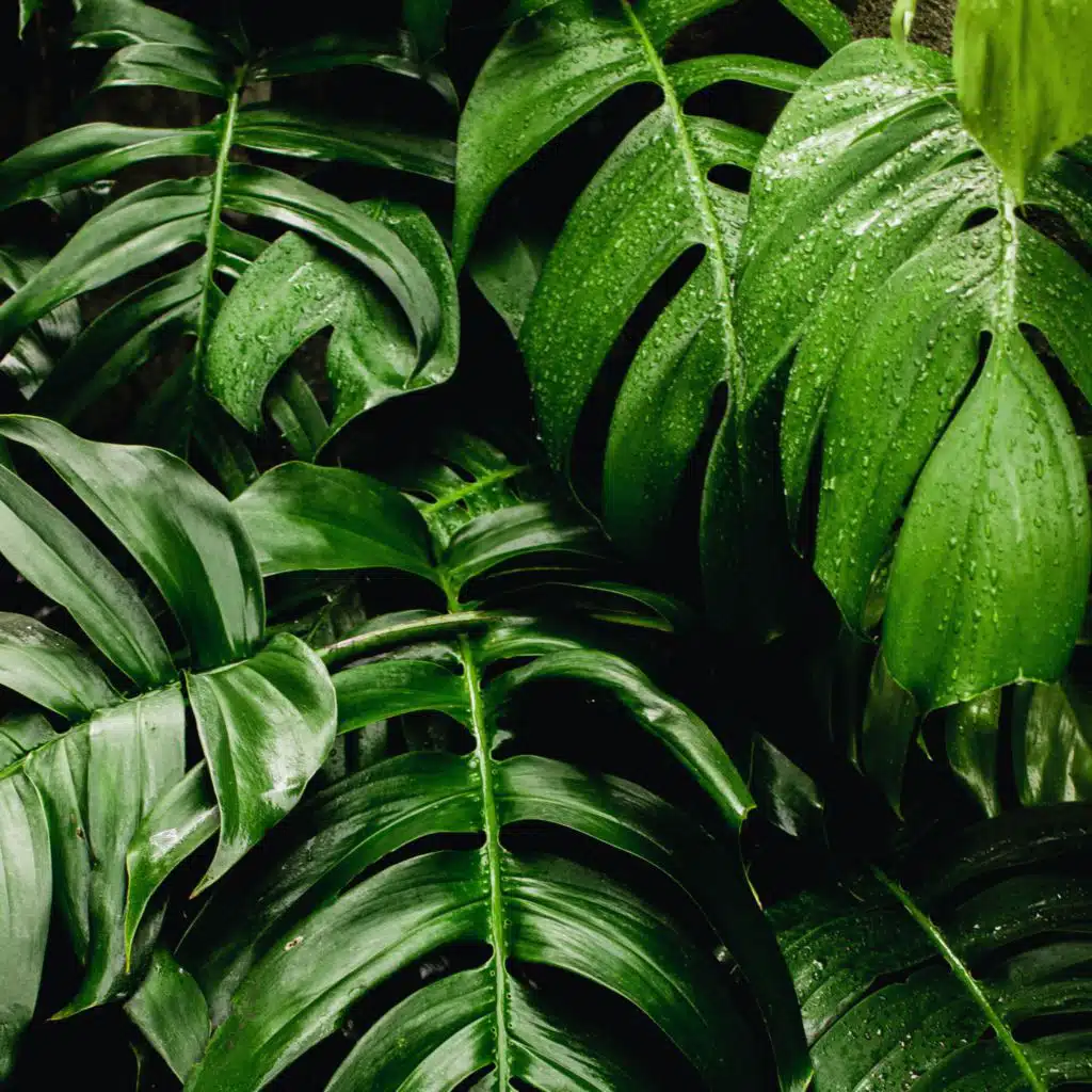 Healing Nature (Binaurel Beats en Harp music for Healing Sleep)