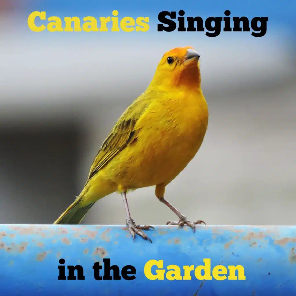 Singing Canaries Ambience