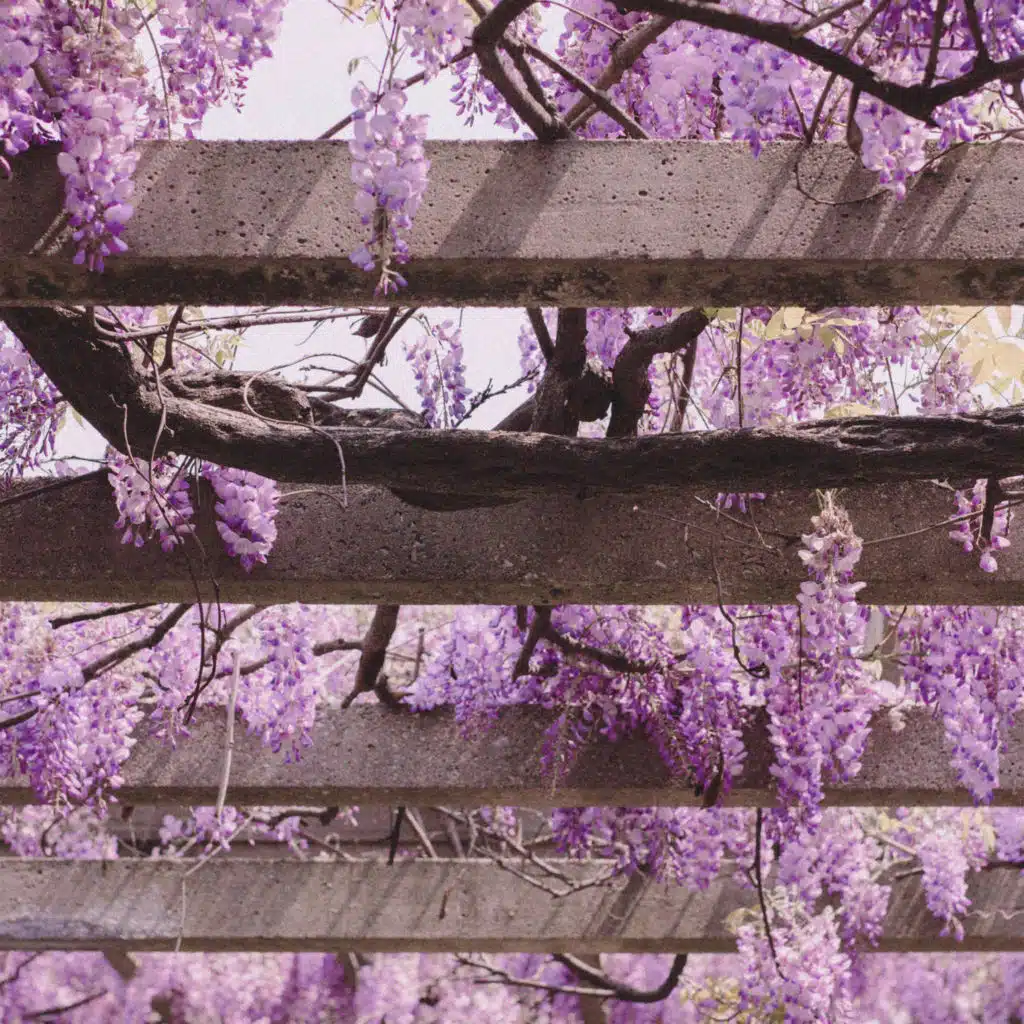Cherry Blossoms