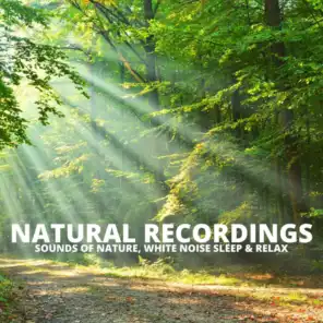 Forest Ambience Soundscape Relax With Nature