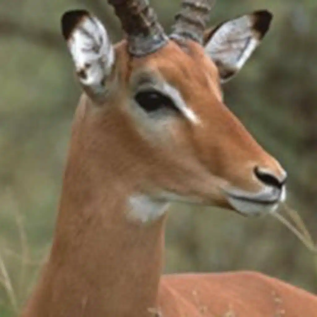 RWANDA'S UNTOLD STORY DOCUMENTARY