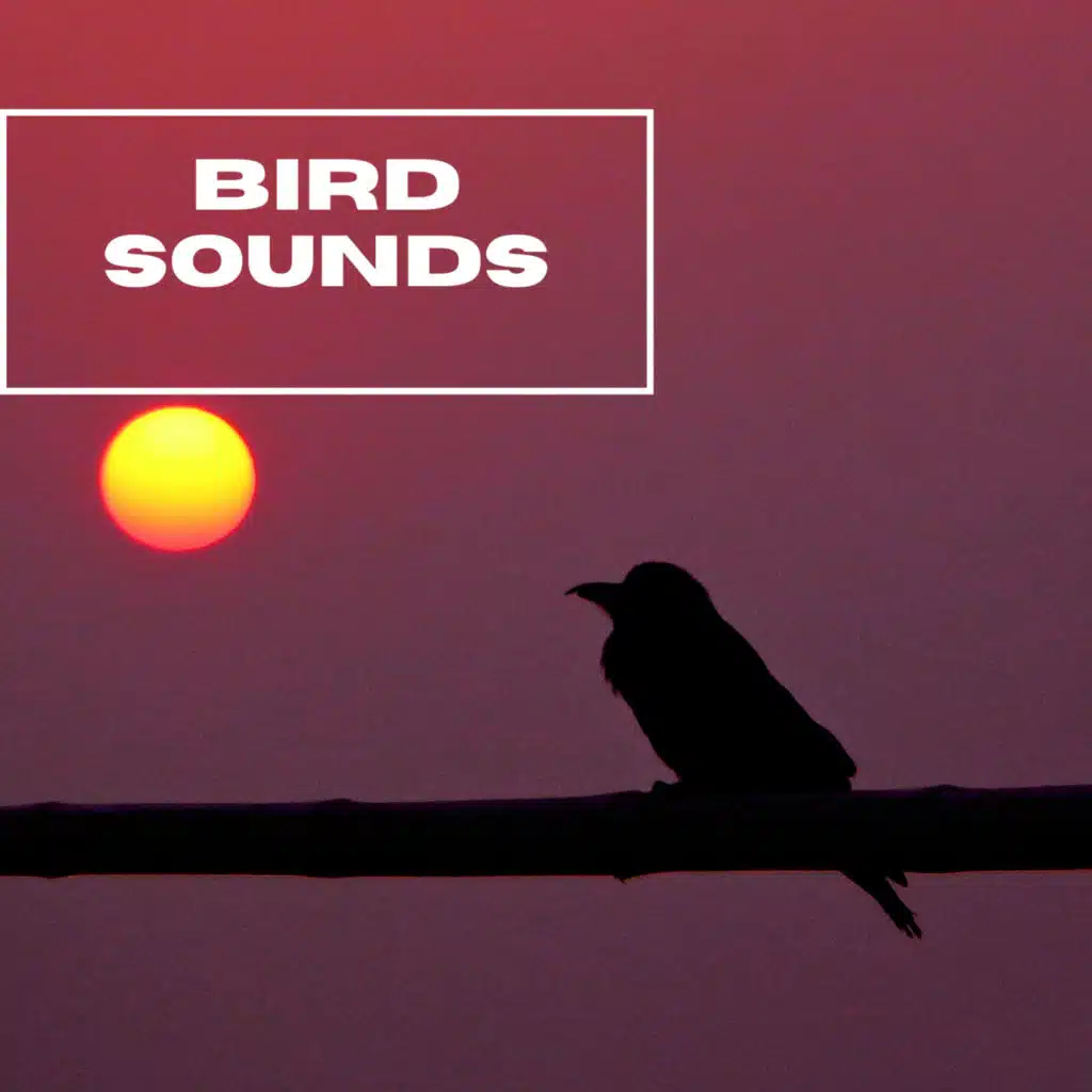 Bird Sounds - Mother Nature