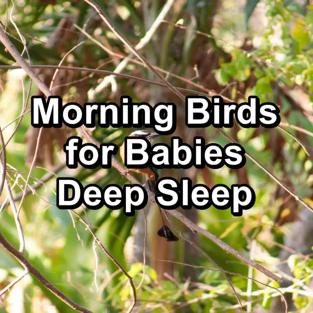 Sleepy Bird Sounds For a Cozy Night To Sleep With