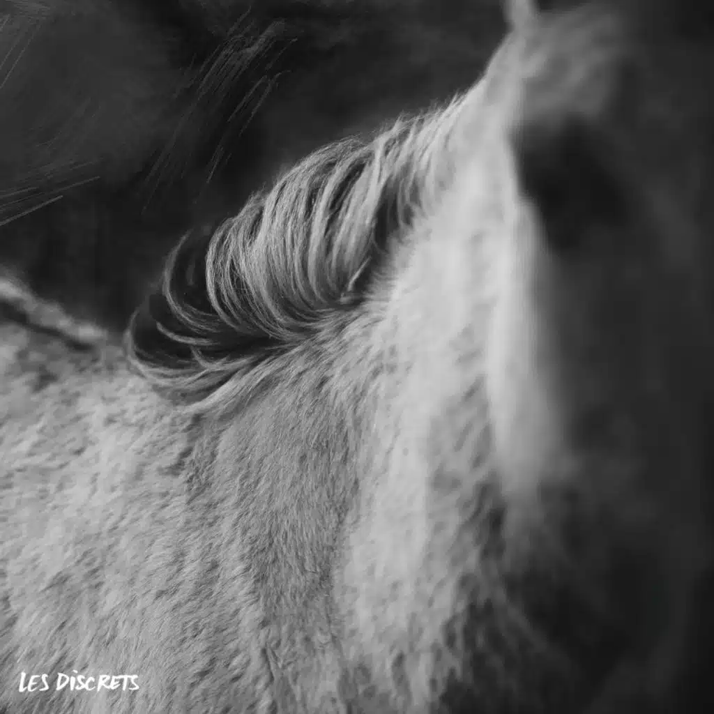 Fleur des murailles (Early Version)