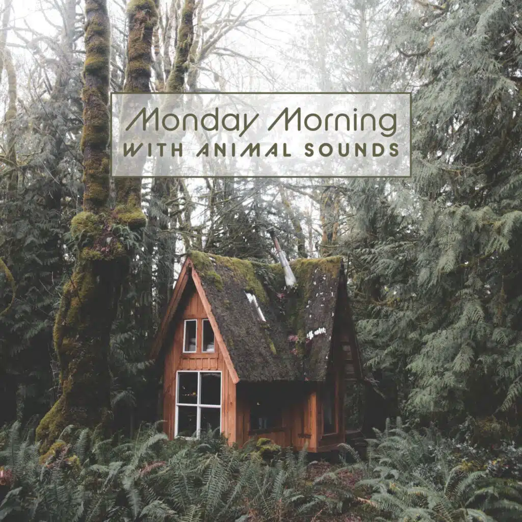 Monday Morning with Animal Sounds (Time for You, the Week of Relaxation has Just Begun, Take a Mat and Practice Yoga)