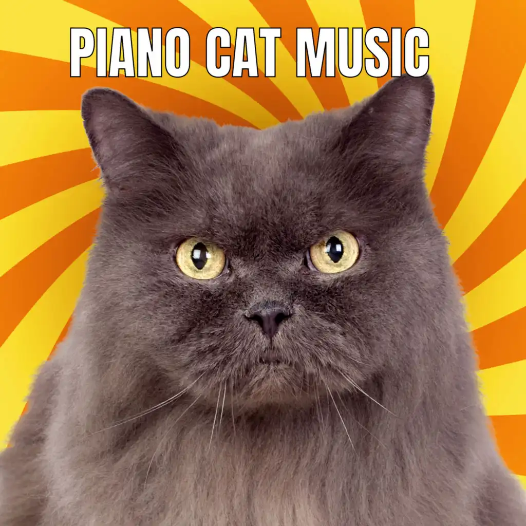 cat piano sleep