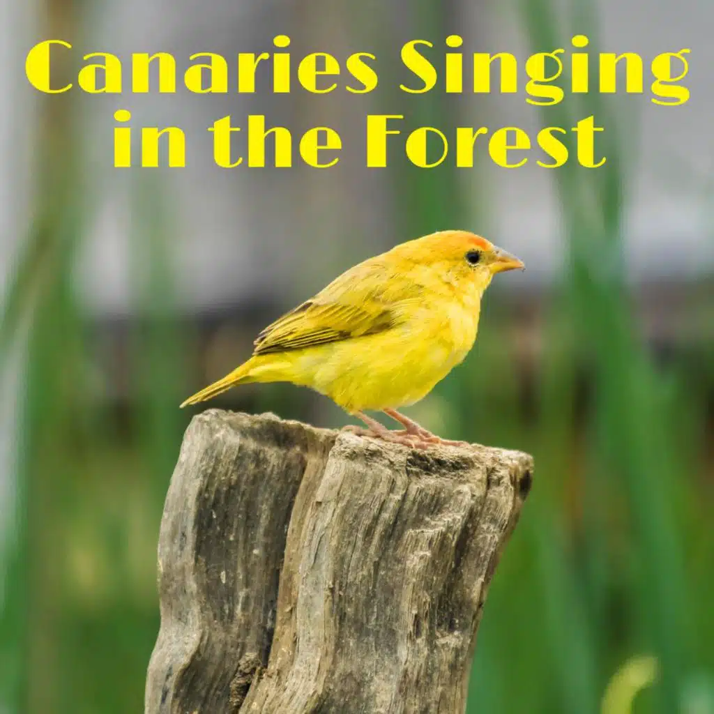 Canary Birds Singing and Chirping