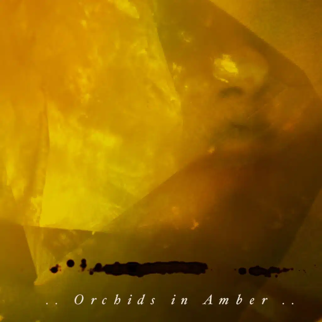 ..Orchids in Amber..