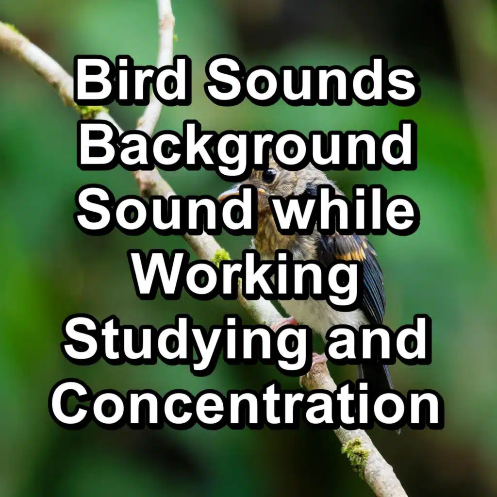 Bird Sounds Background Sound while Working Studying and Concentration